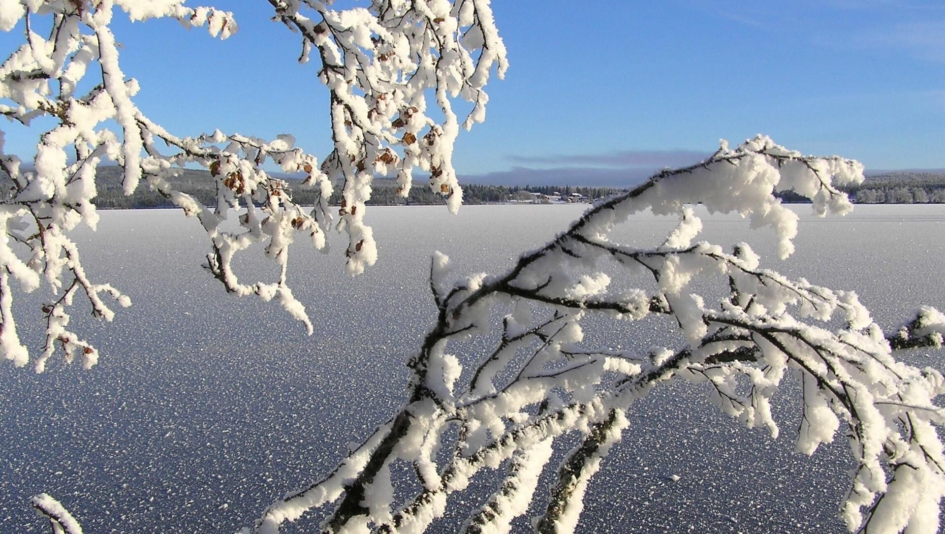 Lago ghiacciato e rami brinati - Finlandia