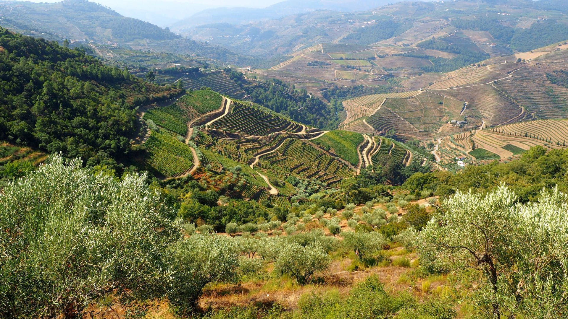 © David Praire Vigneti terrazzati e ulivi - valle del Douro - Portogallo