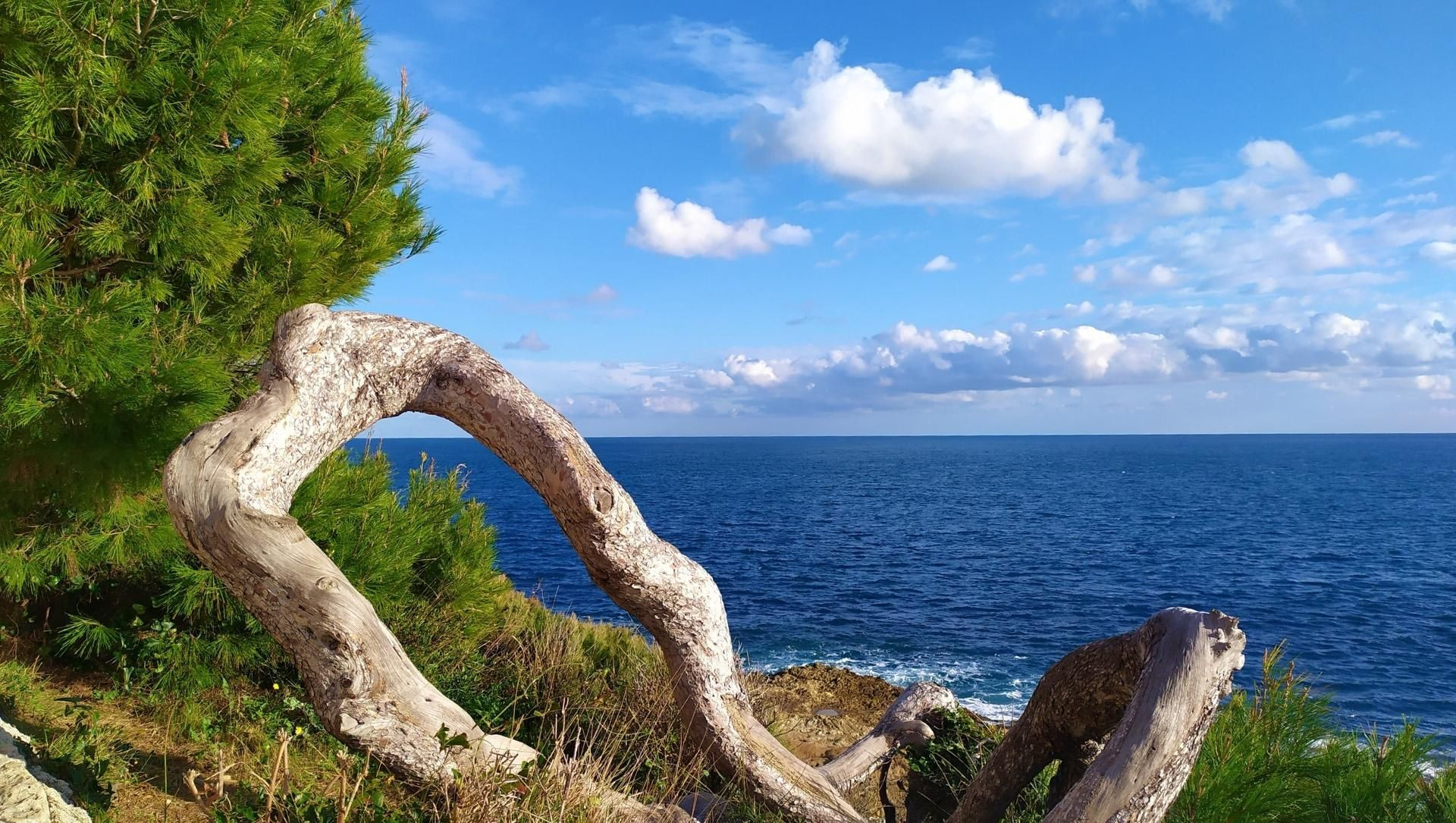 Pino e legname alla deriva sulle rive del Mediterraneo - Mentone - Francia