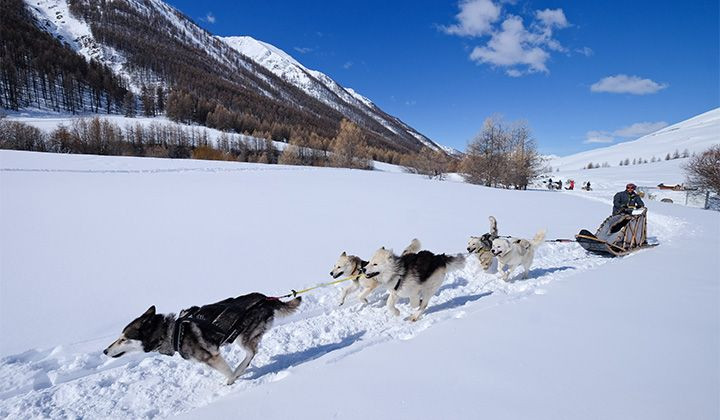 Slitta trainata da cani sulla neve - Queyras - Alpi