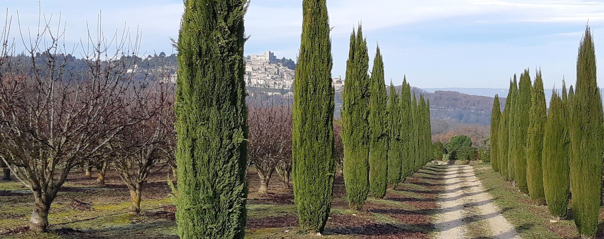 Viale di cipressi verso un villaggio arroccato - Luberon - Provenza - Francia