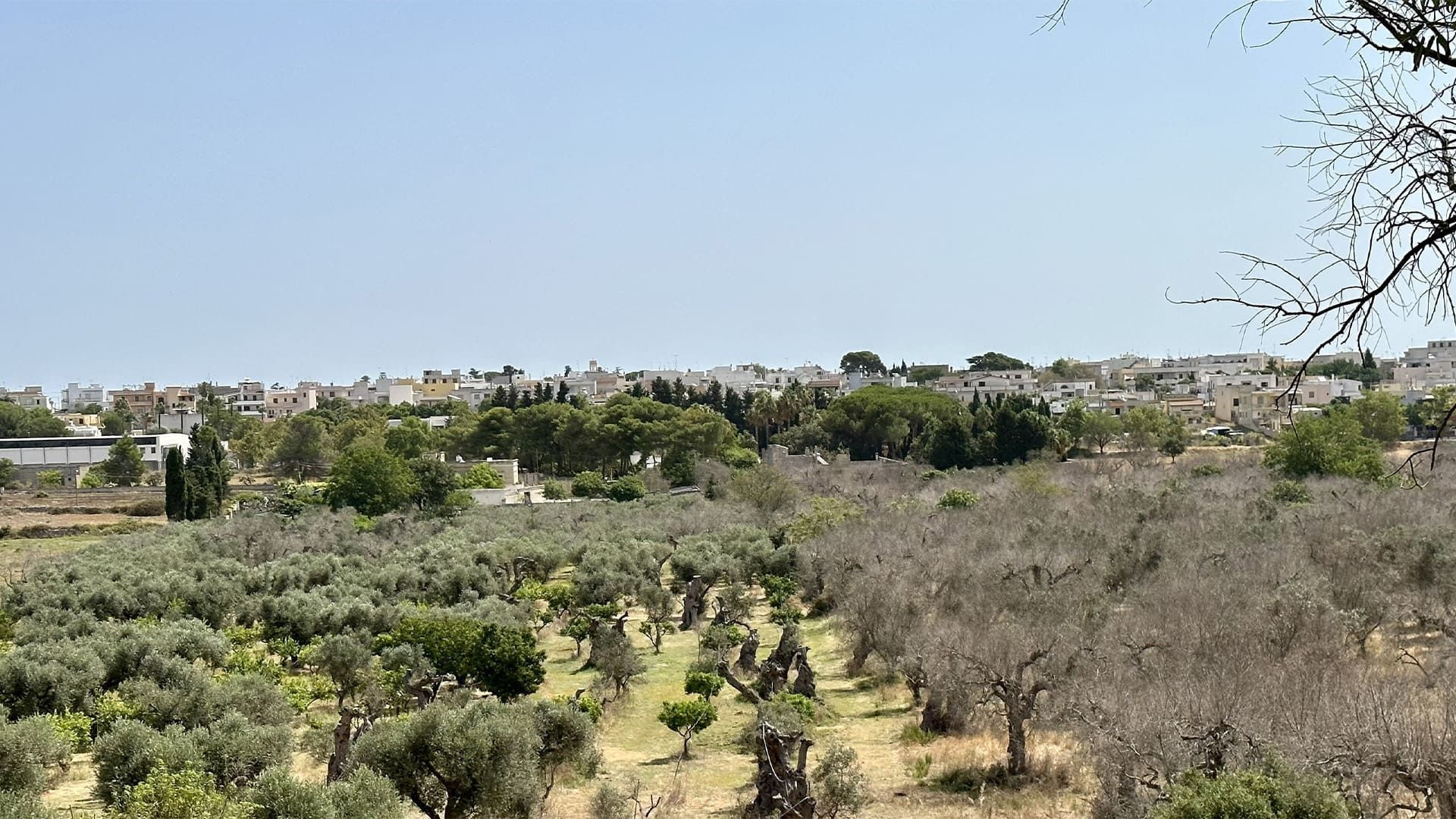 Paysage d'oliveraies des Pouilles - Italie