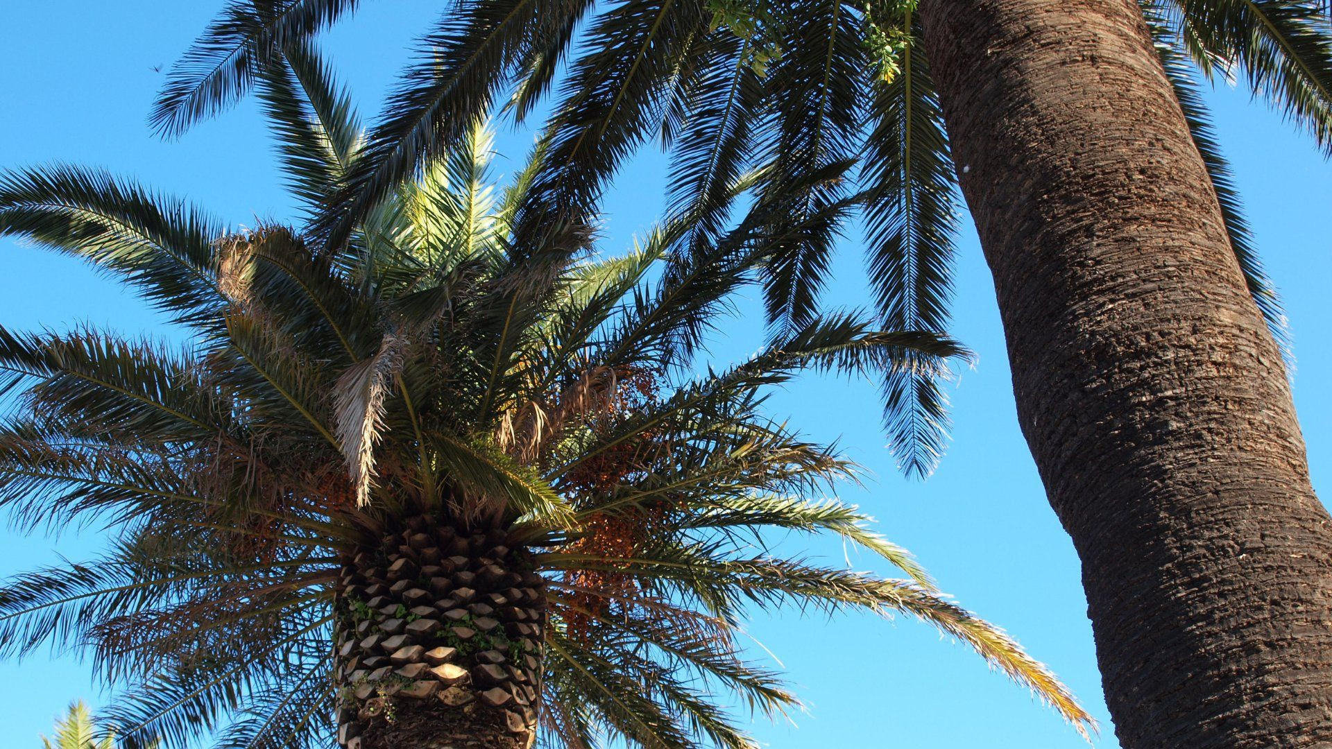 Palme sotto il cielo blu - Var - Francia