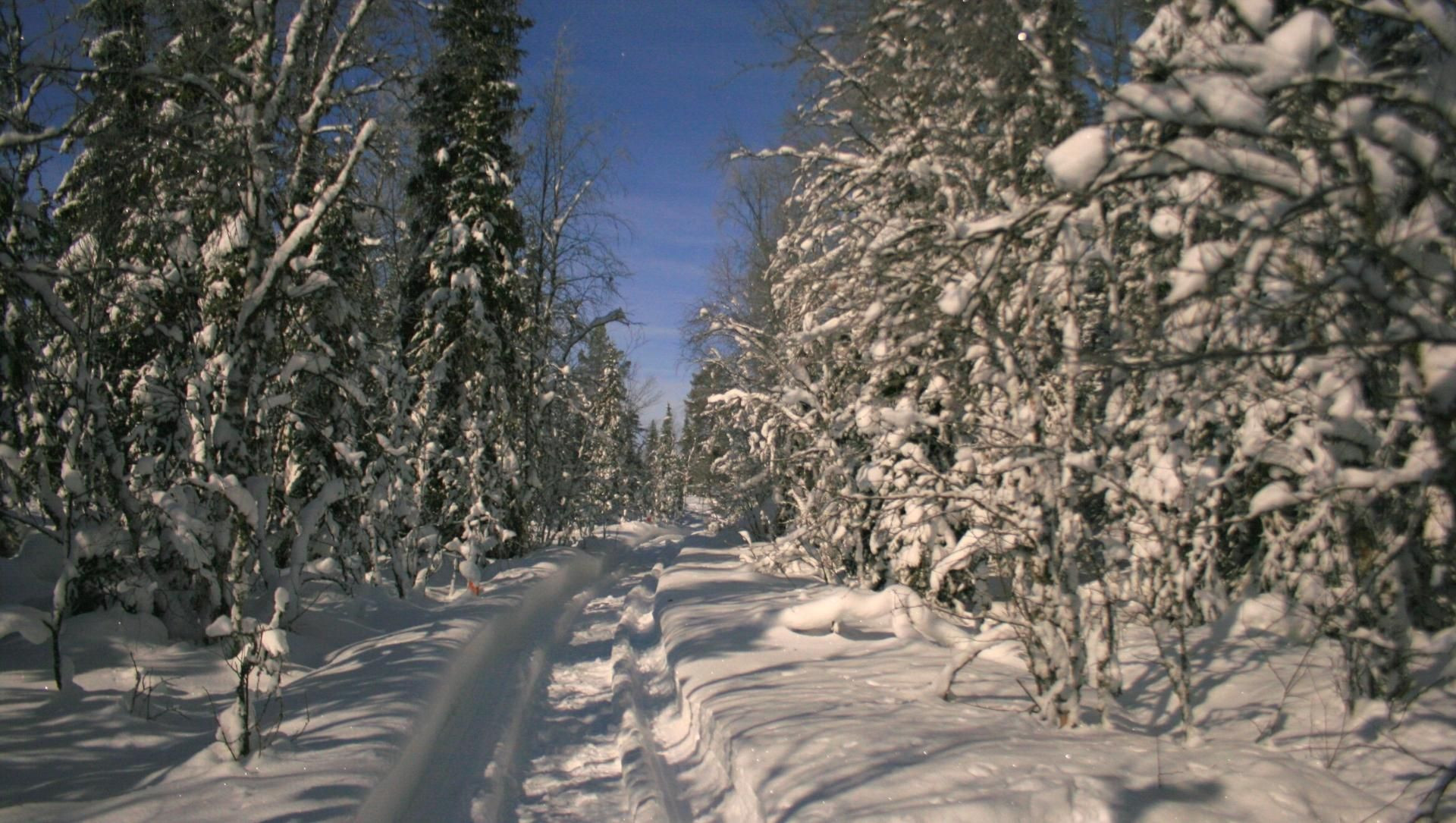 Pista da sci di fondo nella taiga innevata - Lapponia - Finlandia
