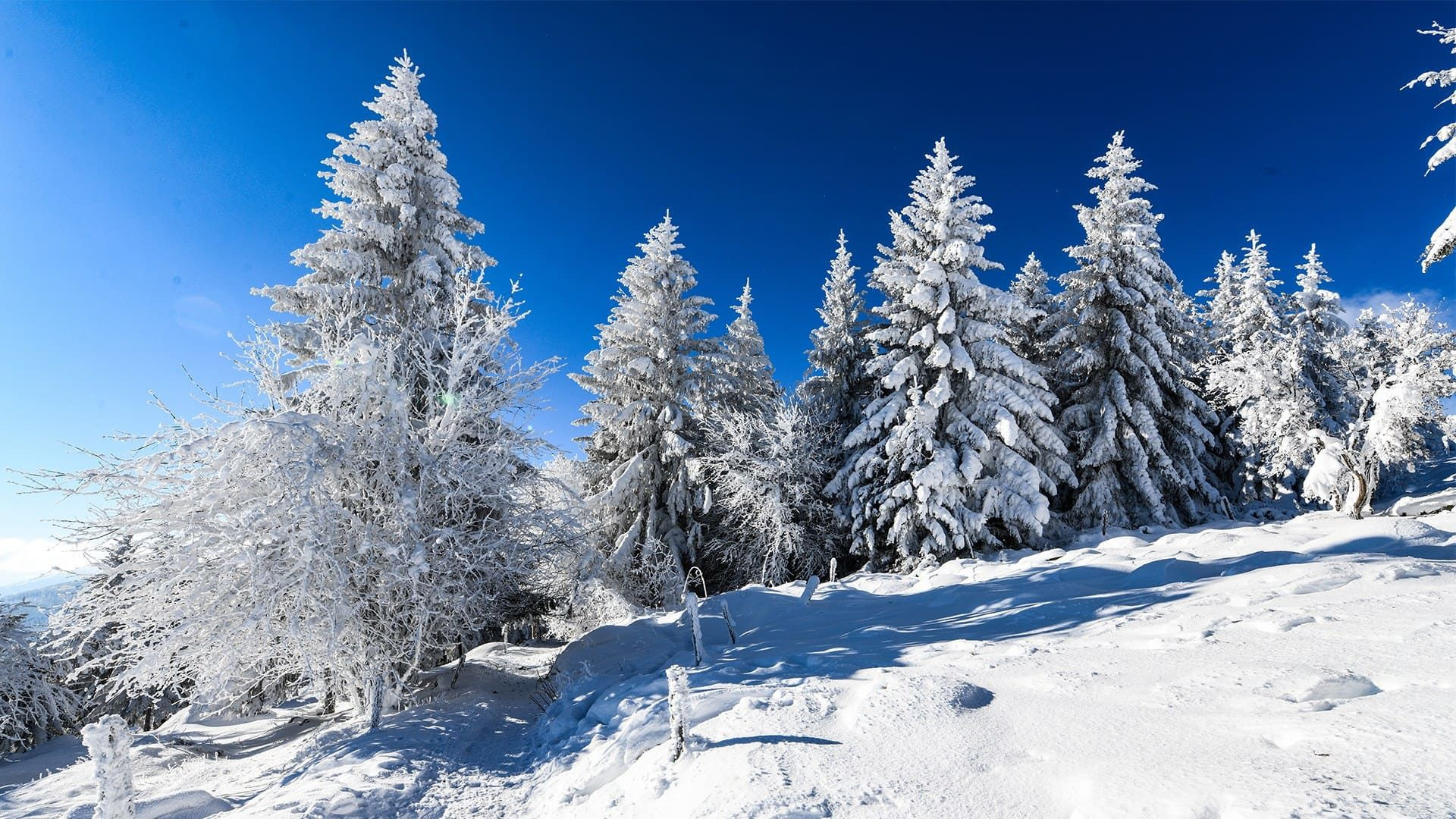 © Adobe Stock Abeti brinati sotto la neve - lago du Forlet e Gazon de Faing - Vosgi - Francia