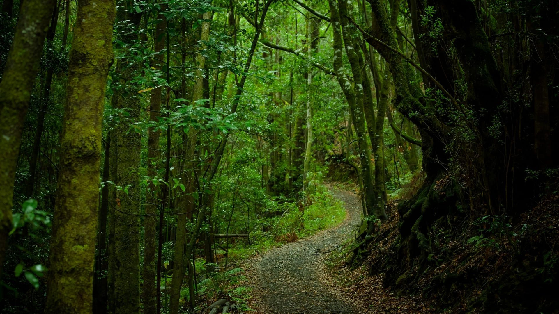 Sentiero a La Gomera - Canarie - Spagna