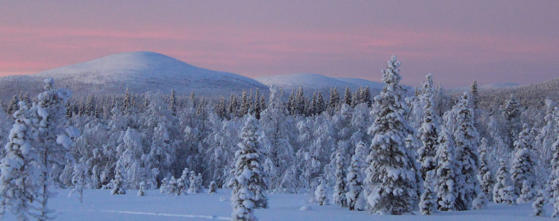Paesaggio invernale dalle tonalità rosa - Parco nazionale di Pallas-Yllästunturi - Lapponia finlandese