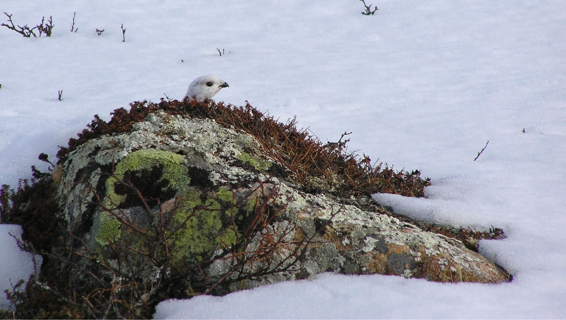 Pernice bianca dietro una roccia innevata - Lapponia - Finlandia