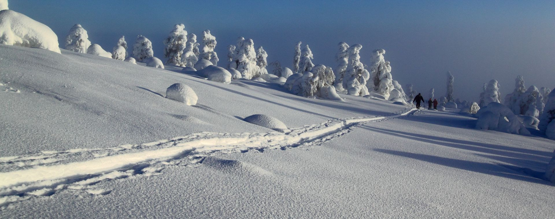 Escursionisti con gli sci nella foresta innevata - Finlandia settentrionale