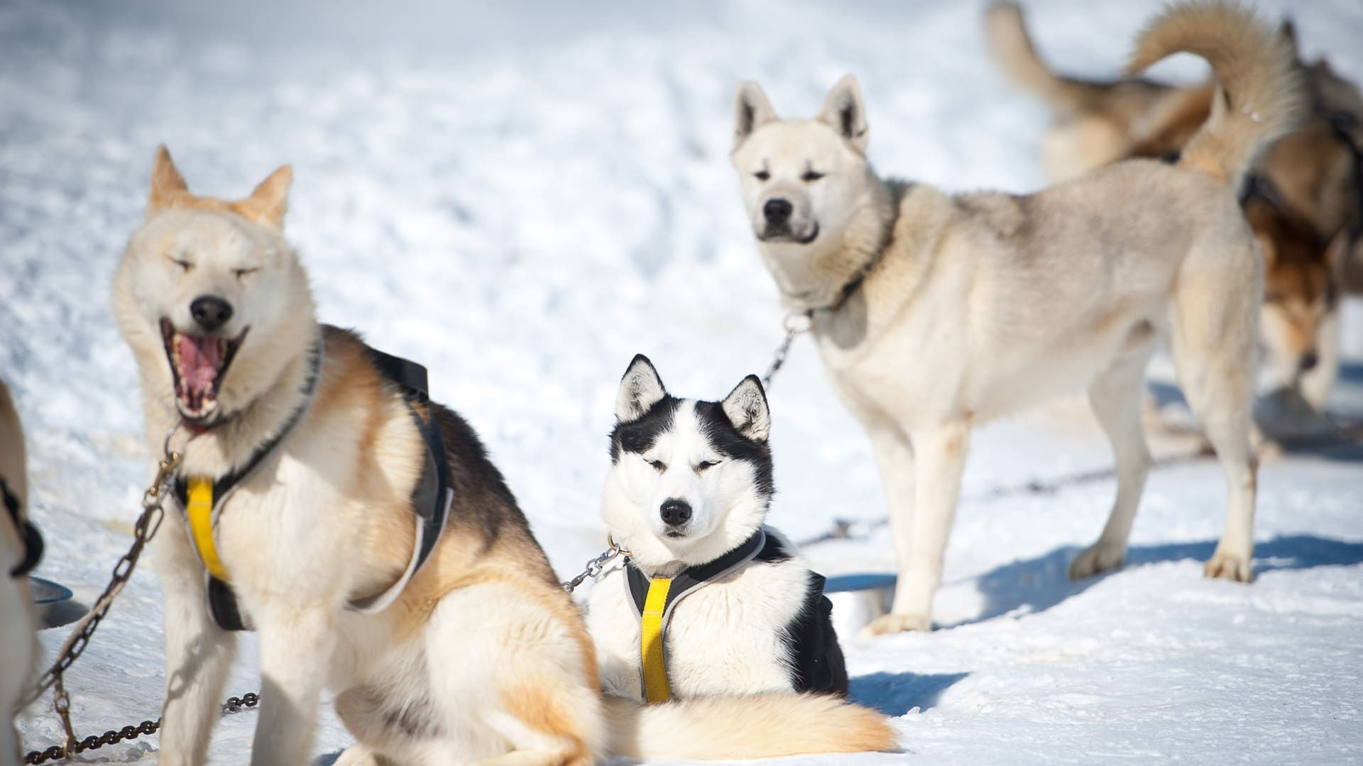 Slitta trainata da cani - Queyras - Alpi - Francia