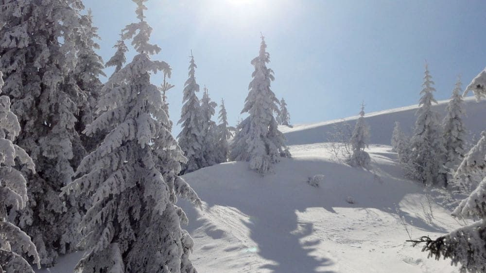 Abeti innevati nella Foresta Nera - Germania