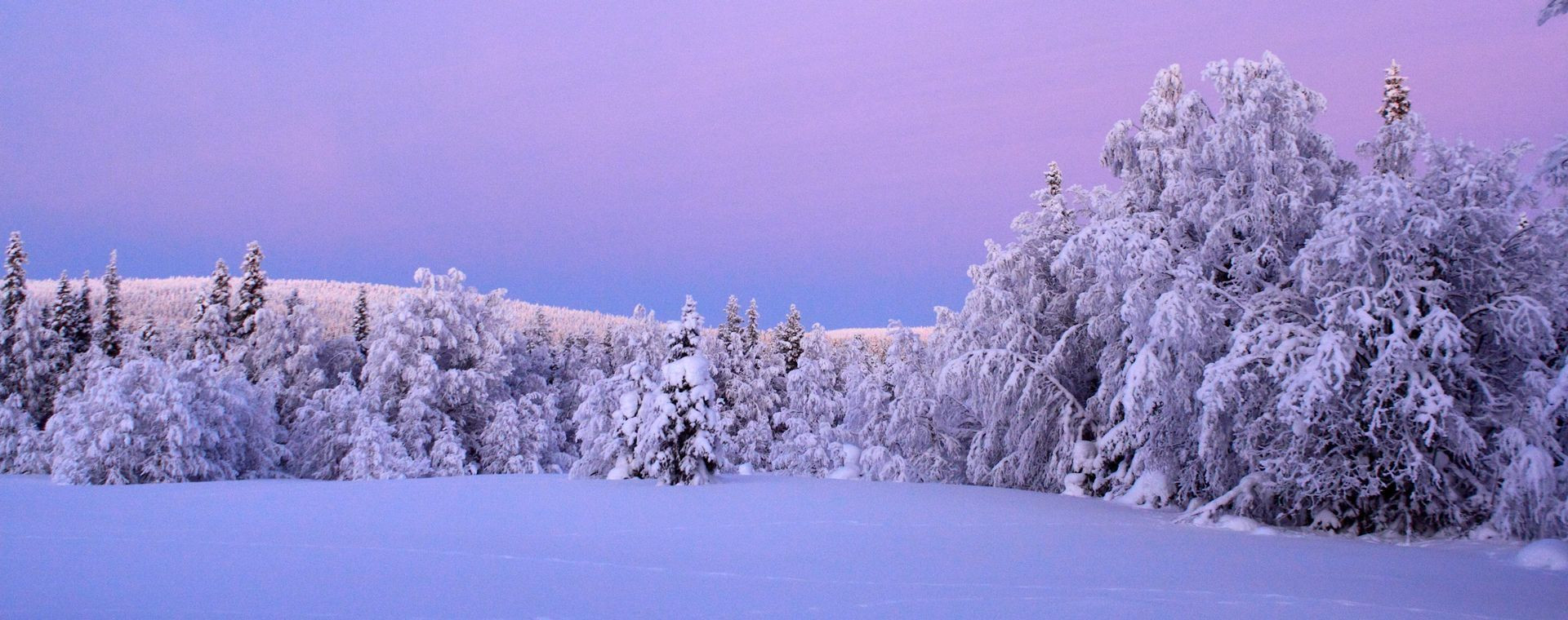 Alberi carichi di neve al crepuscolo - Lapponia - Finlandia