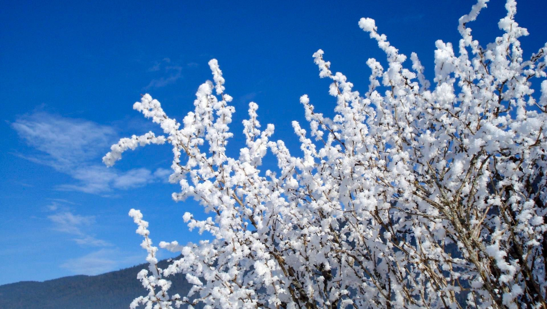Vegetazione coperta di brina sotto il cielo blu - Francia