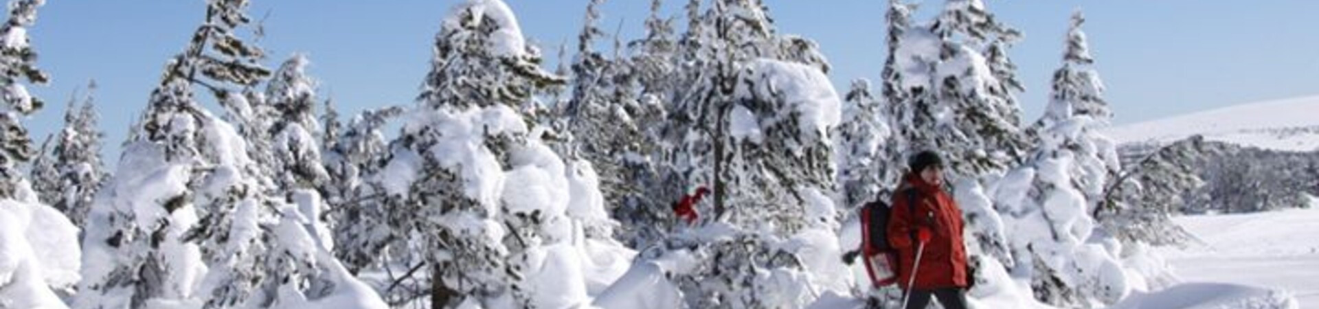 Escursione con le ciaspole tra gli alberi innevati - Cévennes - Francia