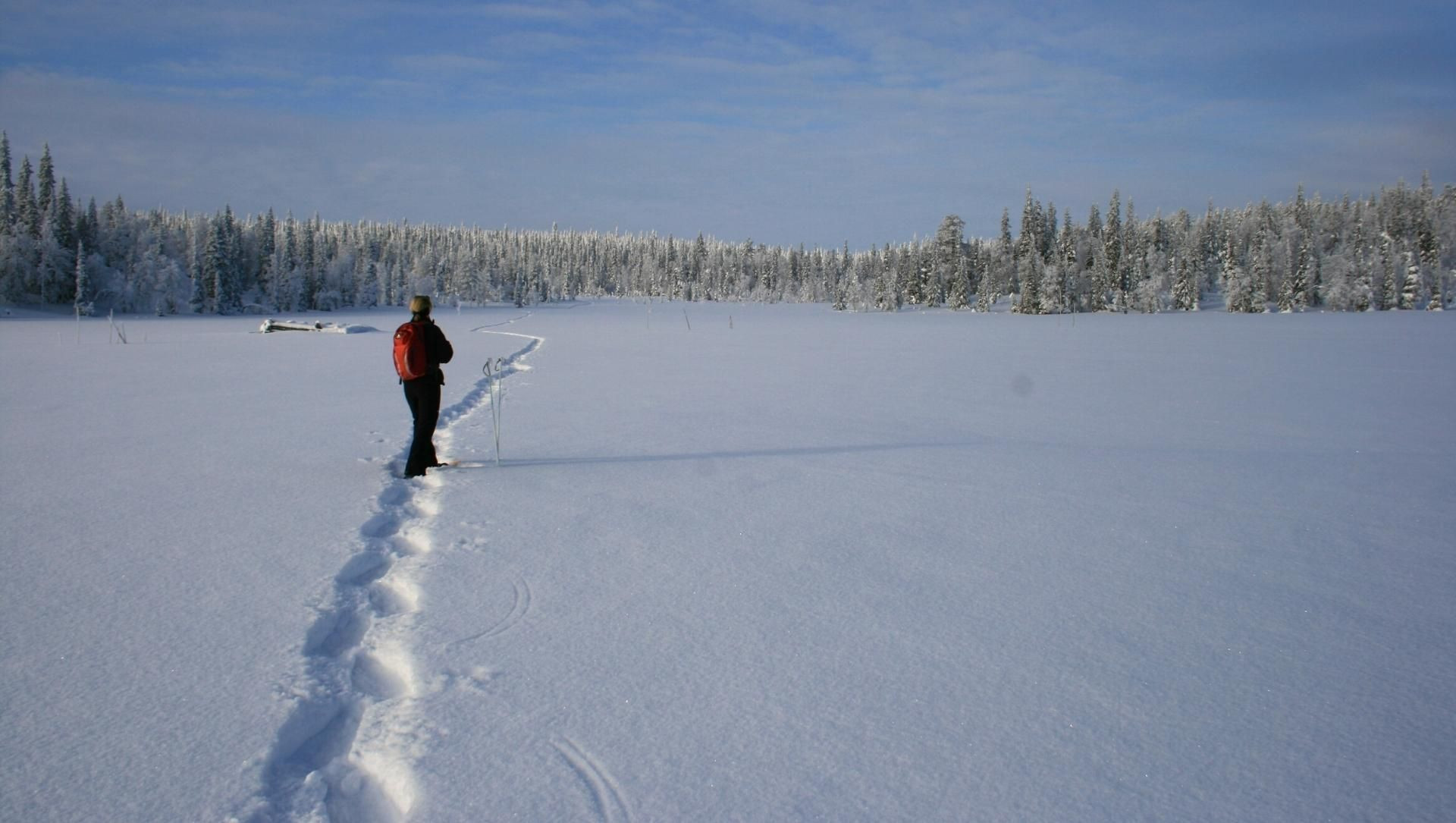 Camminata sulla neve - foresta boreale - Lapponia finlandese