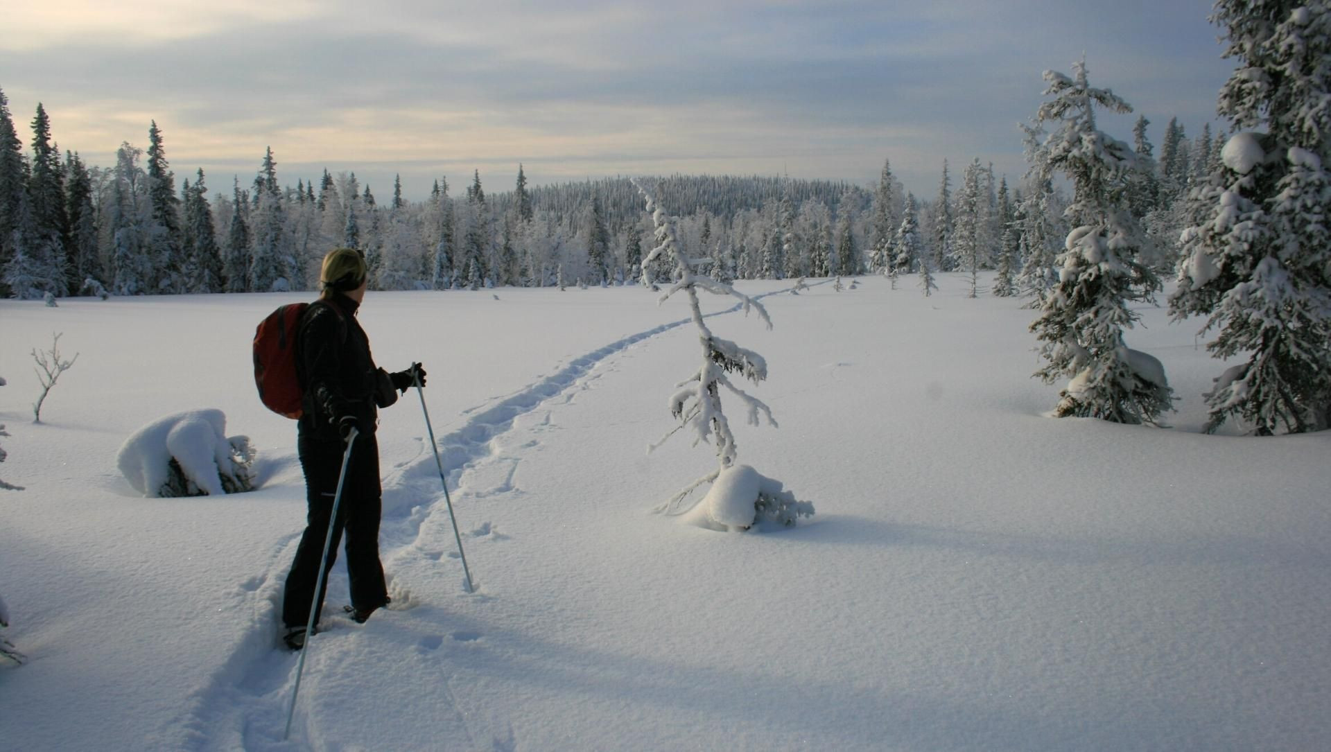 Escursionista con le racchette da neve nella foresta boreale al crepuscolo - Lapponia finlandese