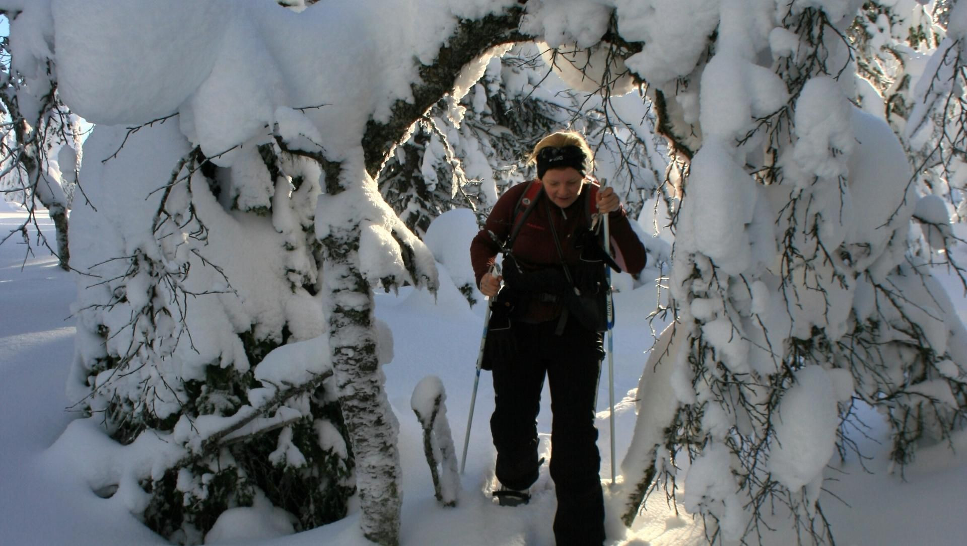Escursionista con le ciaspole sotto gli alberi innevati della foresta boreale - Lapponia - Finlandia
