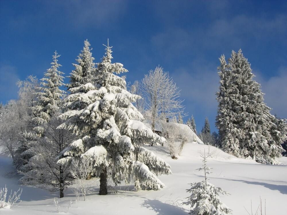 Abeti innevati - Foresta Nera - Germania
