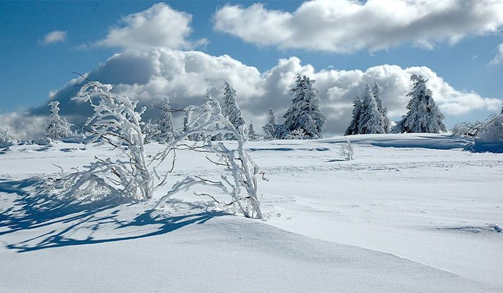 Alberi brinati nella neve - Vosgi - Francia