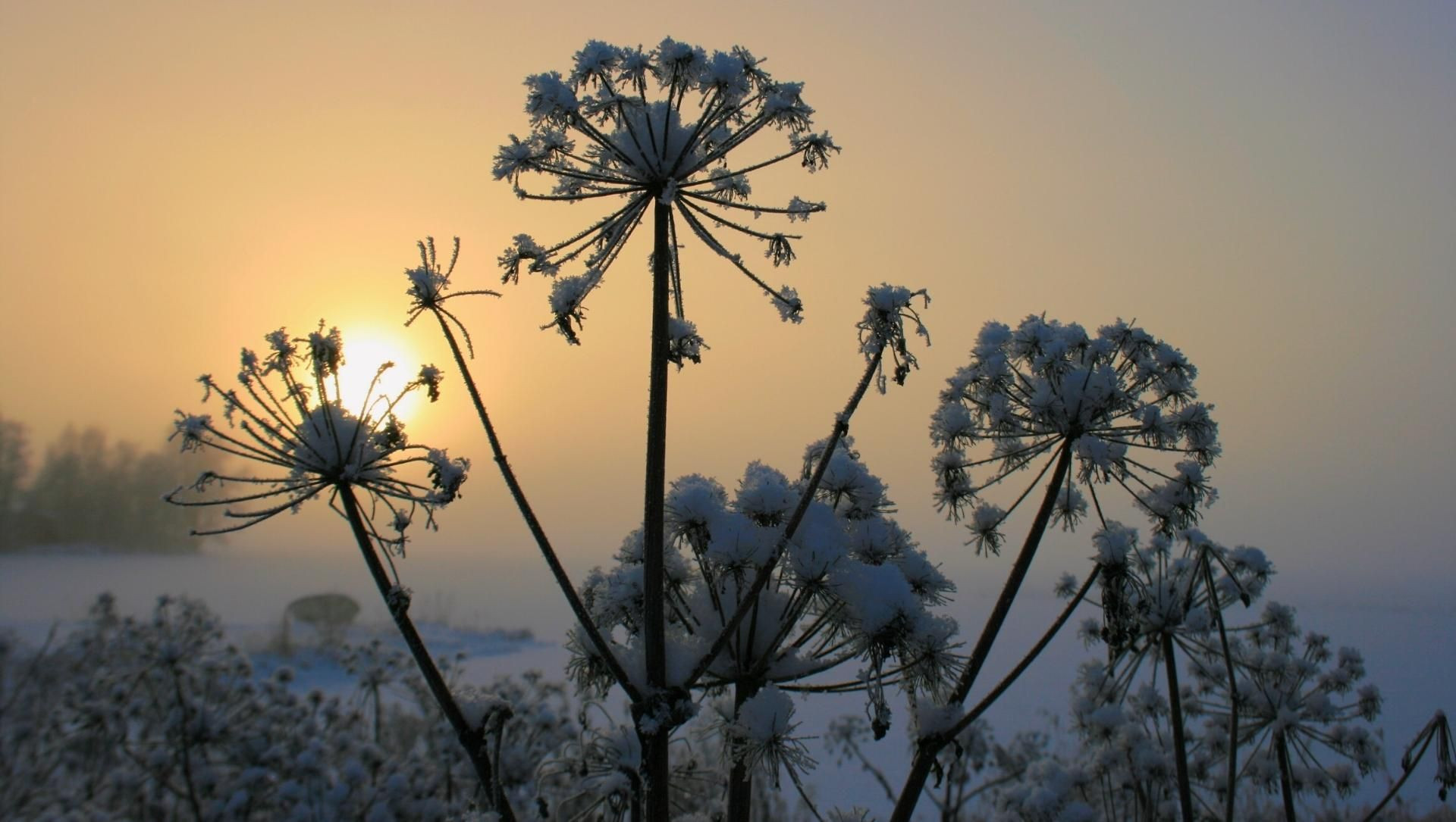 Tramonto sui fiori gelati nella neve - Lapponia - Finlandia