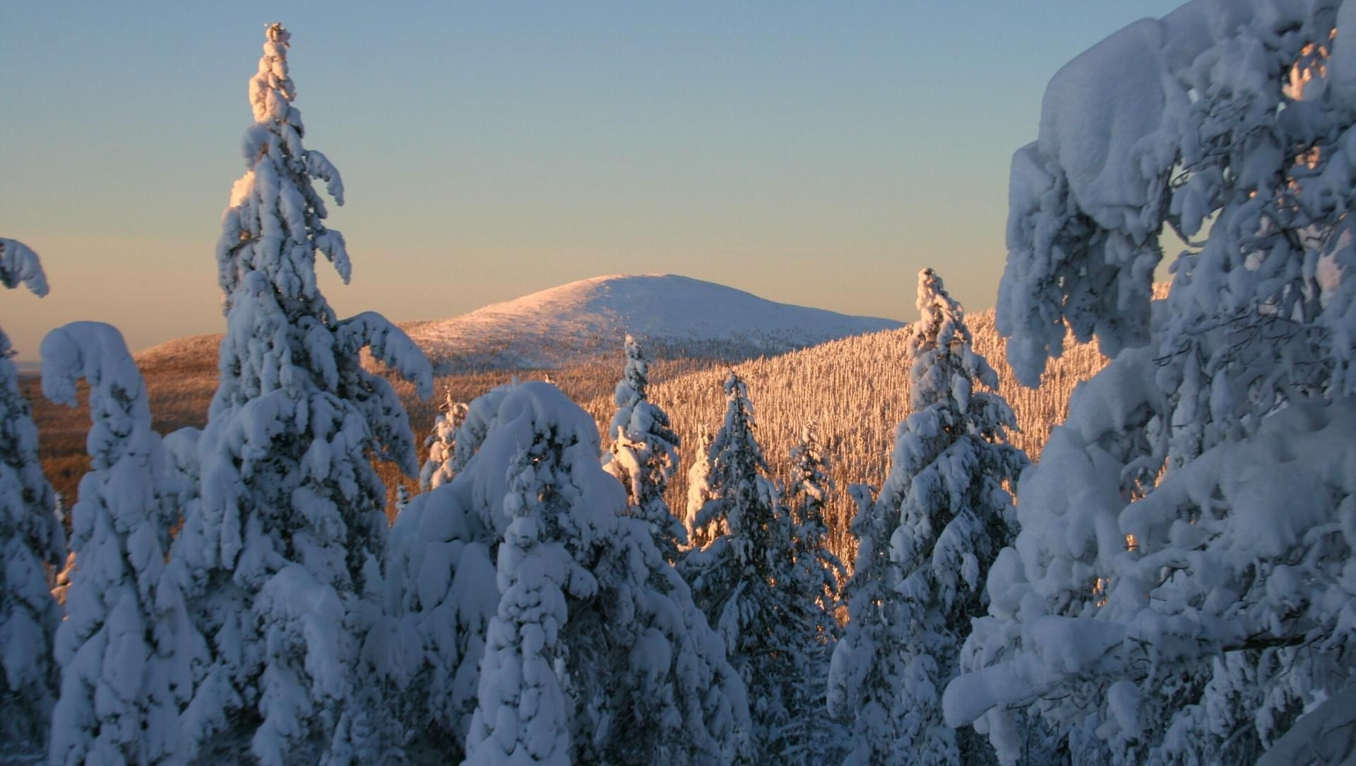 Foresta boreale innevata al tramonto - taiga - Finlandia