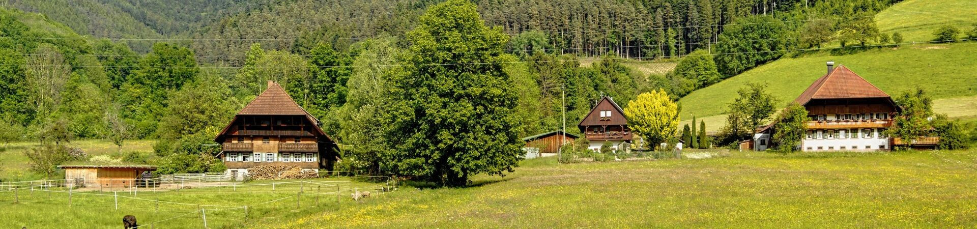 Trekking e sentieri escursionistici nella Foresta Nera