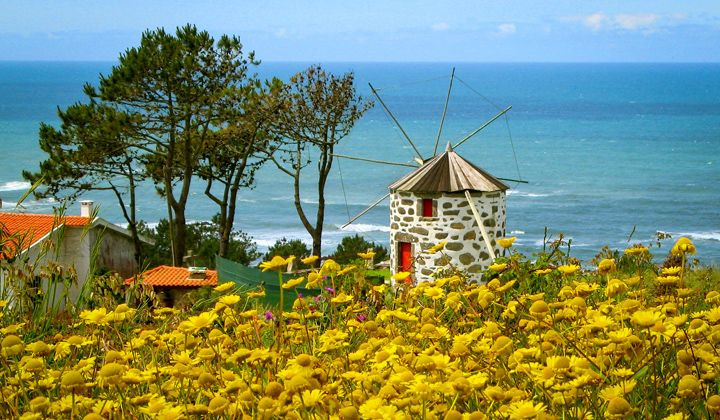 Mulino tradizionale e fiori gialli sul mare - Minho - Portogallo