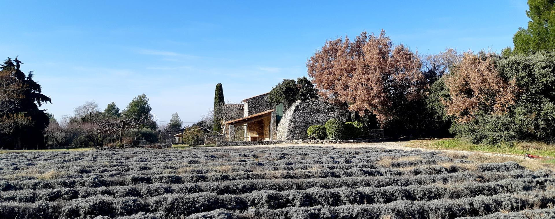 Campo di lavanda e borie in pietra a secco - Luberon - Provenza - Francia