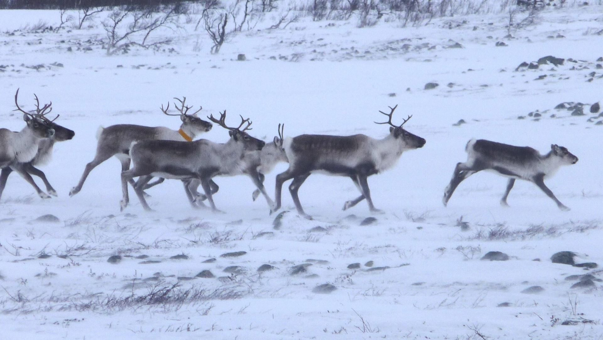 Mandria di renne, animali simbolo della Lapponia - Svezia