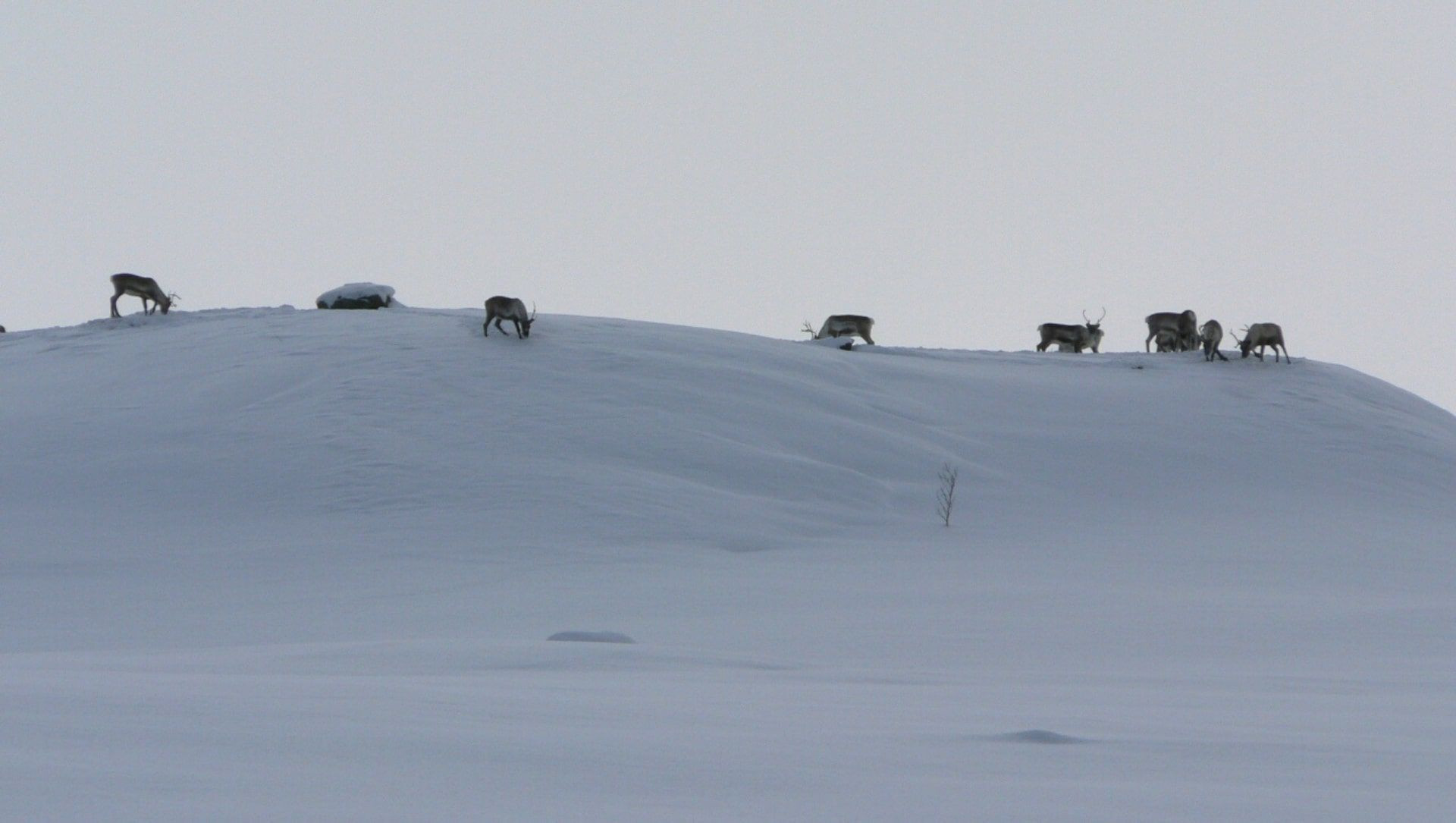 Gregge di renne sul Sentiero Reale nella Lapponia svedese - Svezia