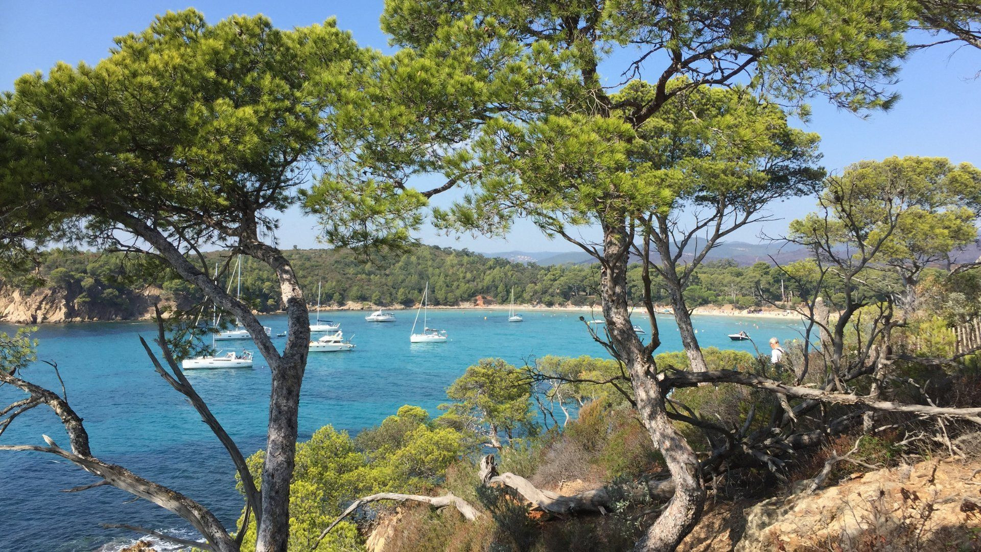 Cala turchese e barche a vela viste tra i pini - isola di Port-Cros - Var - Francia