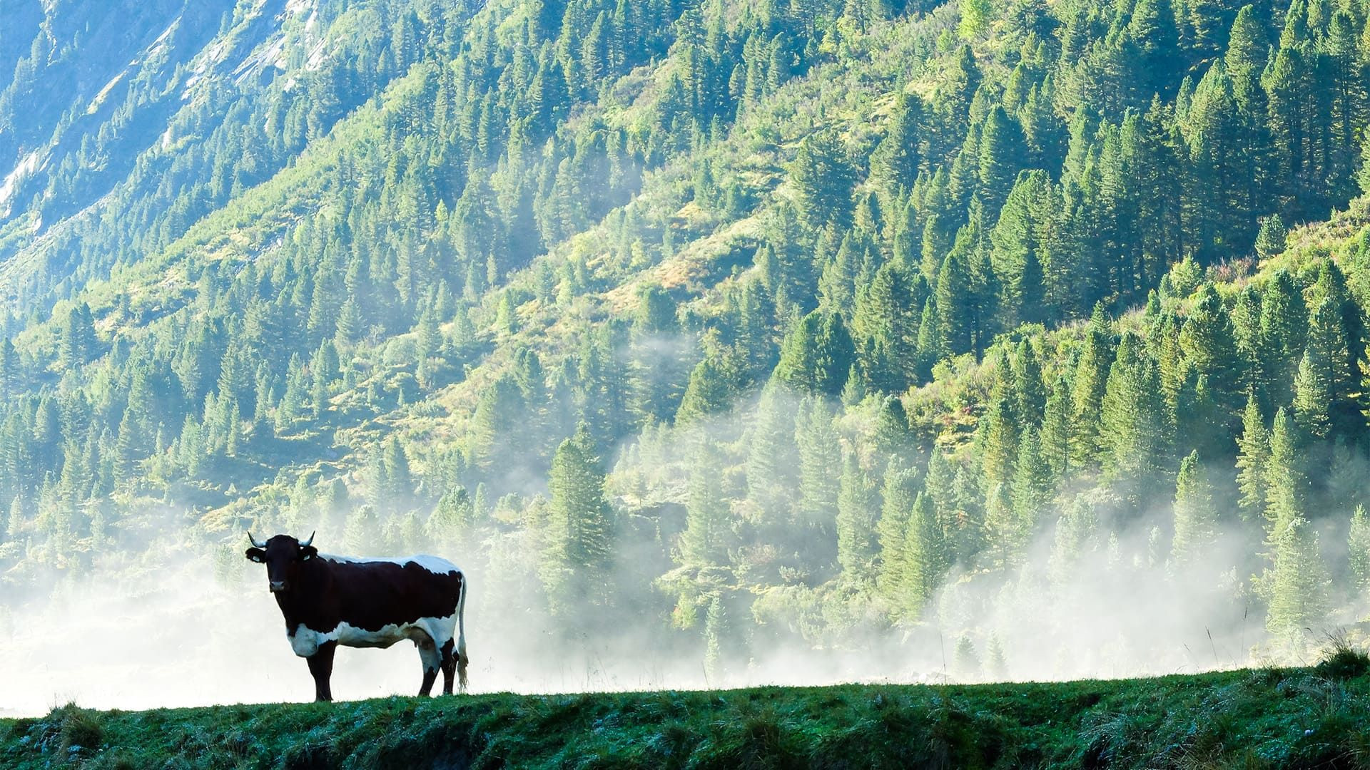 Mucca nella nebbia ai piedi delle Alpi Bavaresi - Germania