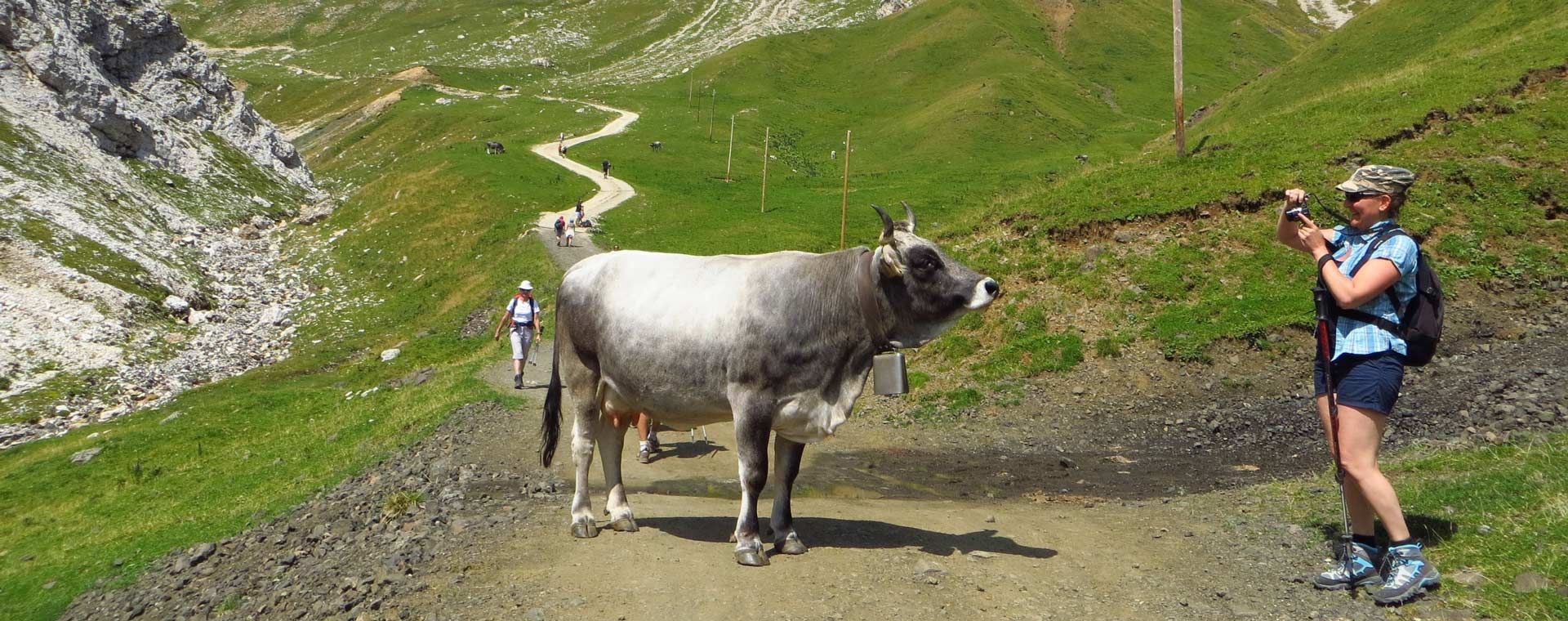 Vache grise des Alpes sur le sentier et randonneuse - Dolomites - Italie