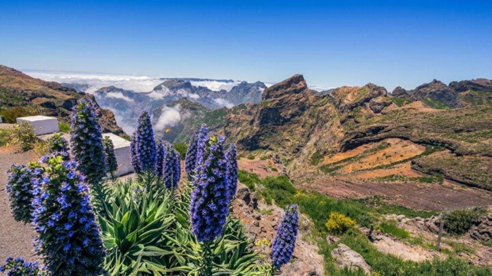 Vipérine in fiore e montagne dal Pico do Arieiro - Madeira - Portogallo