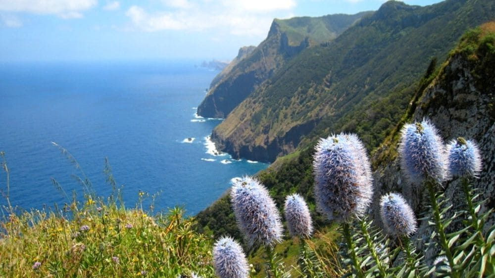 Sentiero costiero e scogliere fiorite sopra l’oceano - Madeira - Portogallo