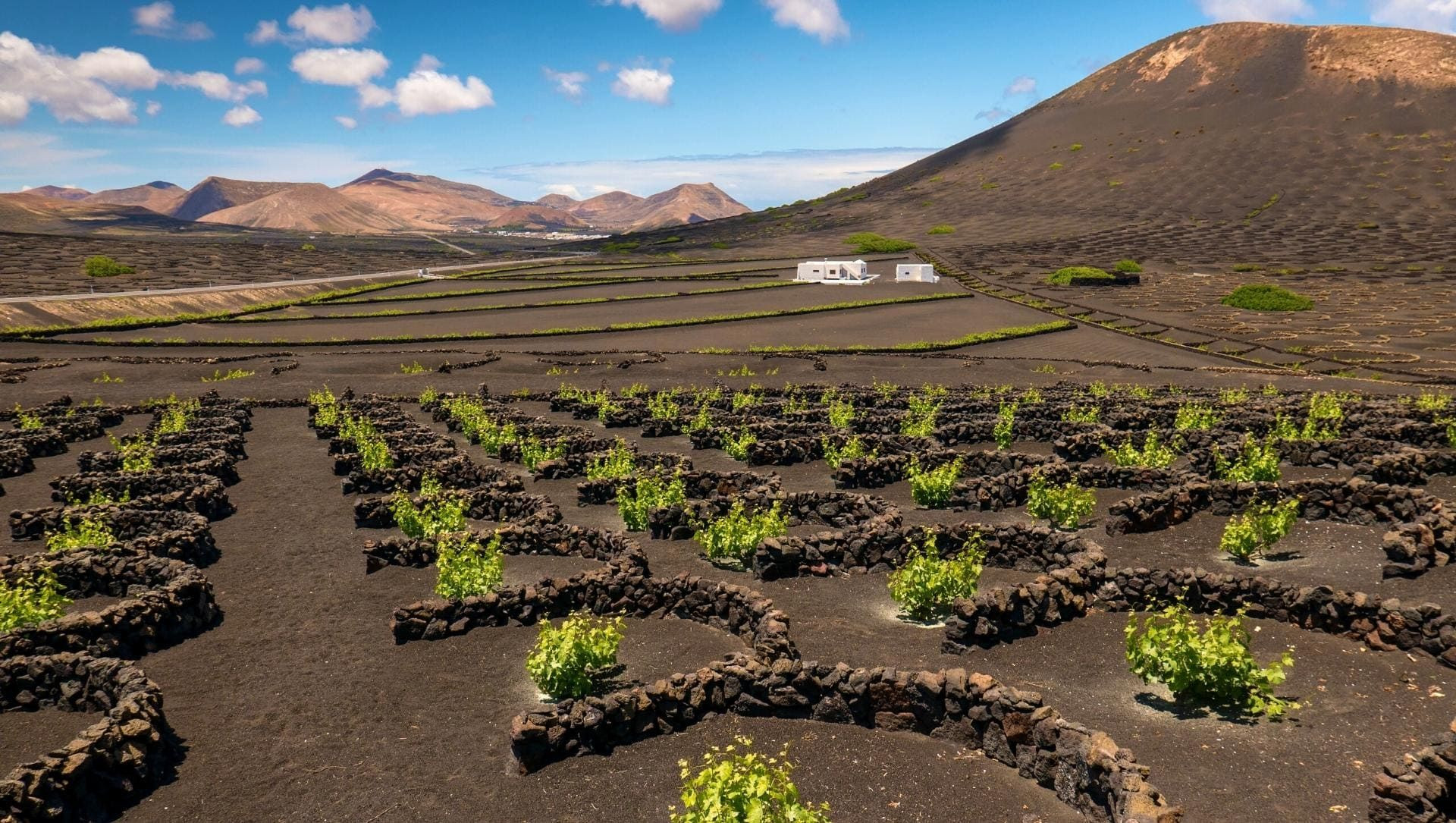 Vigneti nelle conche di cenere vulcanica di La Geria - Lanzarote - Spagna