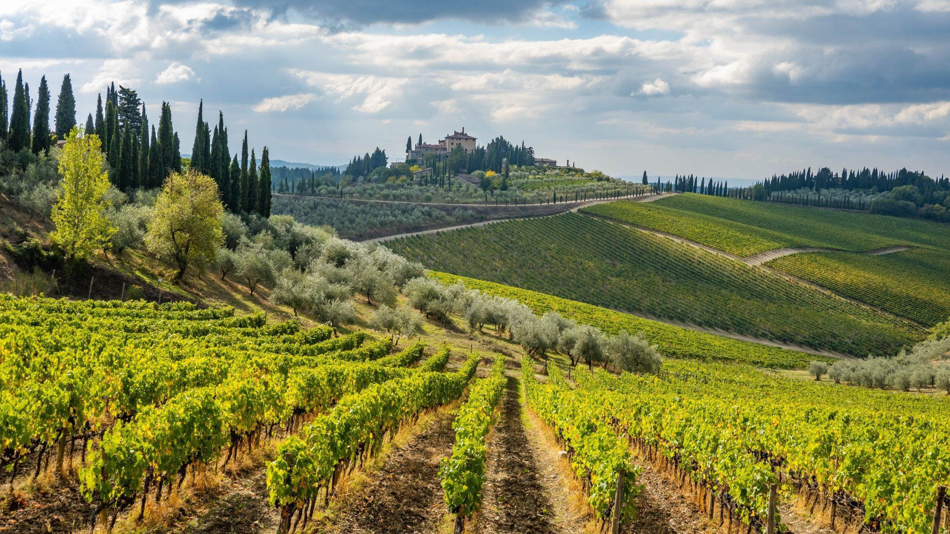 Vignobles près de Radda in Chianti - Toscane - Italie