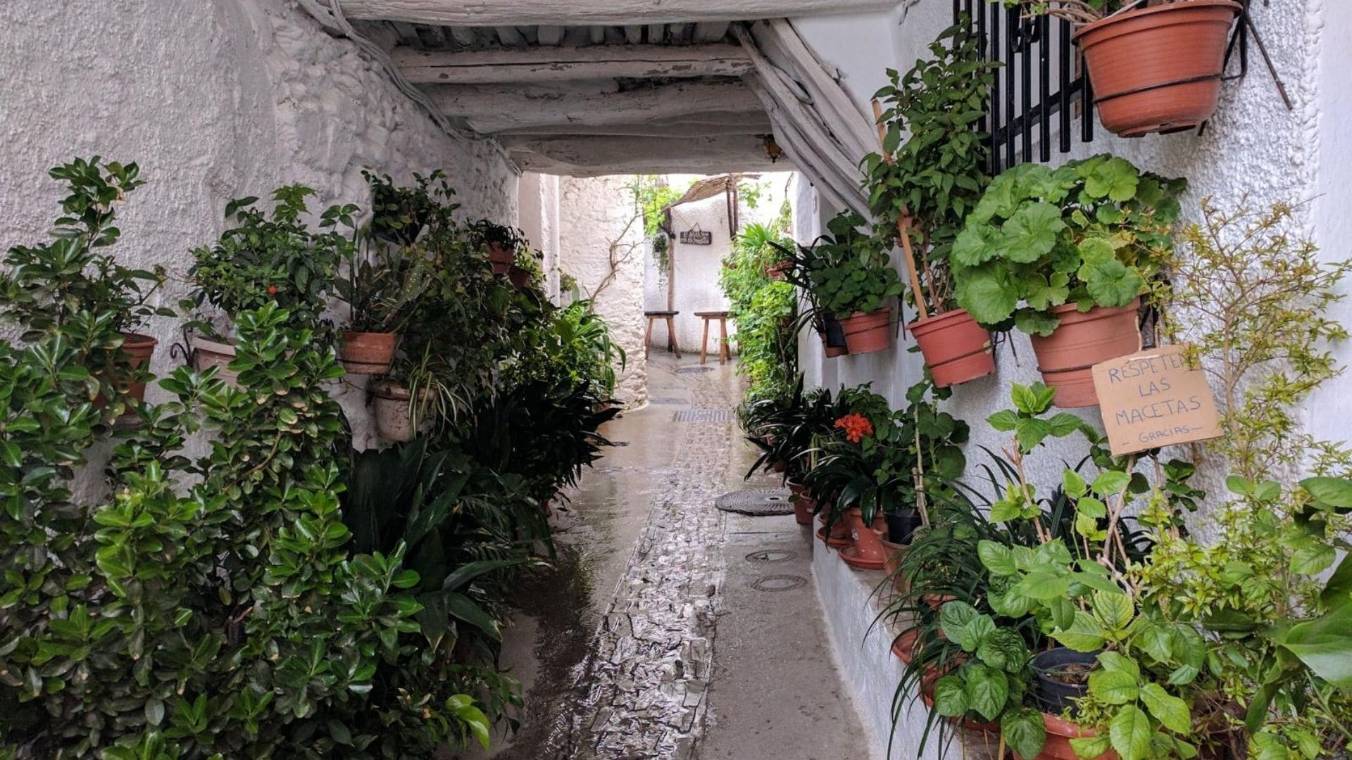 Vicolo imbiancato a calce e piante in vaso - Alpujarras - Andalusia - Spagna
