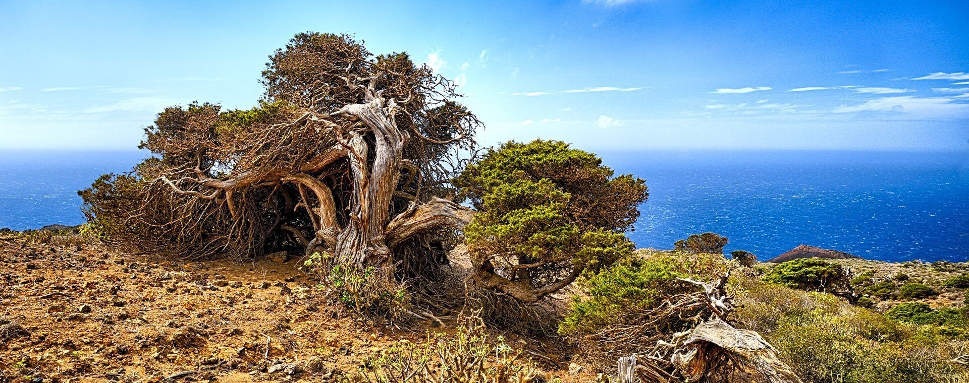 Ginepro piegato dal vento - El Sabinar - El Hierro - Canarie