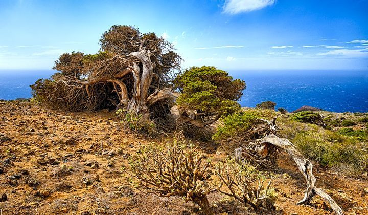 Alberi piegati dal vento a El Sabinar - El Hierro - Canarie