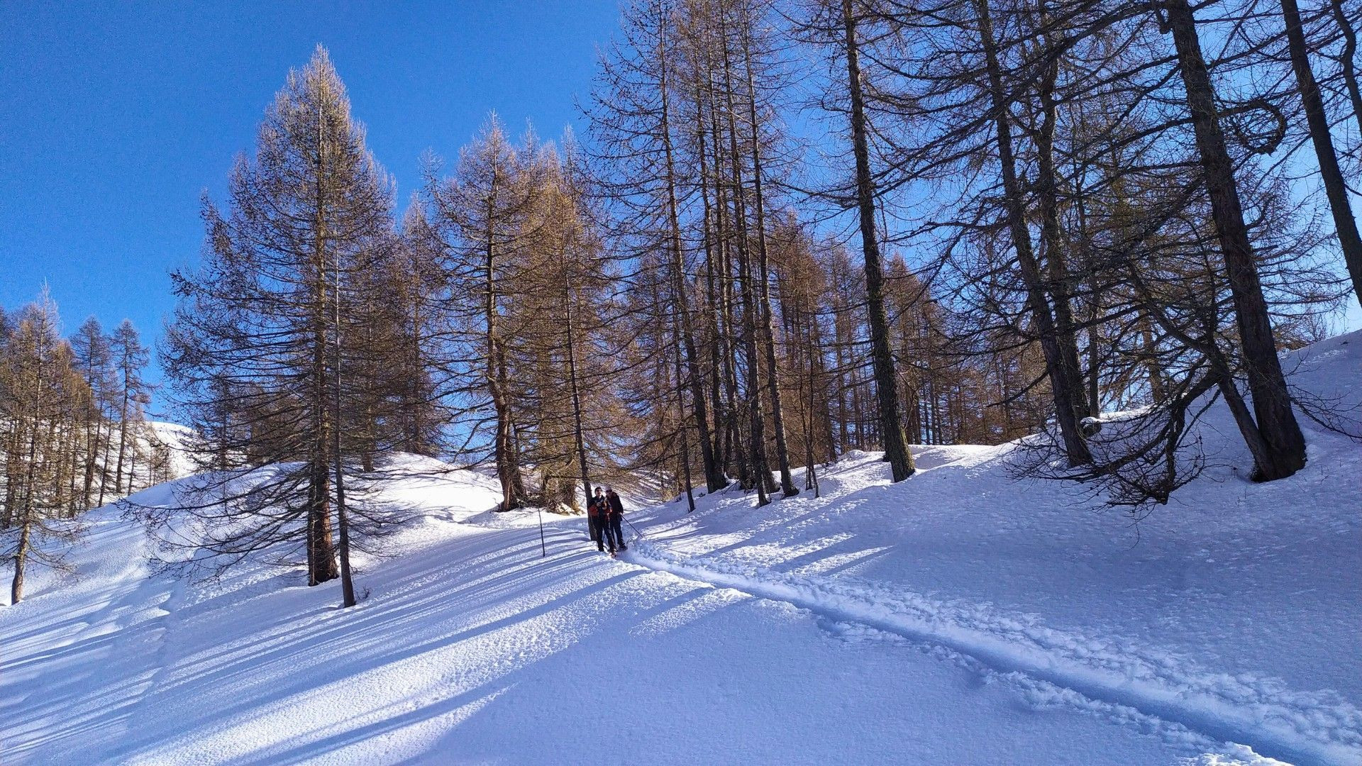 Randonnée hivernale dans une forêt de mélèzes enneigée - Alpes